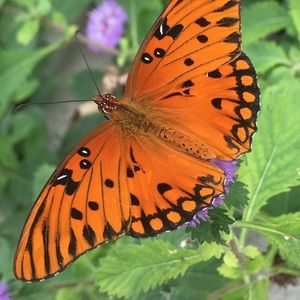 Meet your Posher, Lindsey